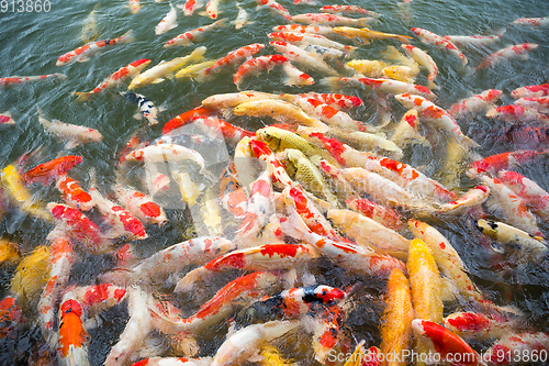 Image of Koi fish swimming in the pond