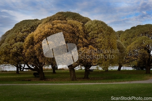 Image of autumn trees in a city park