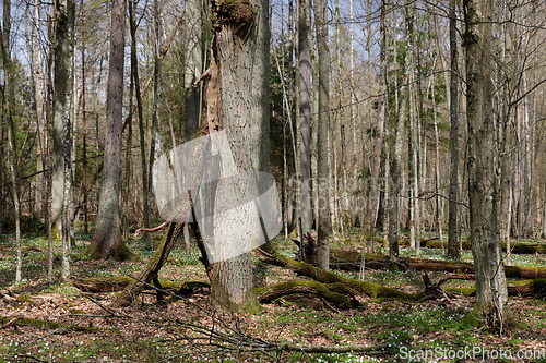 Image of Deciduous tree stand with hornbeams and oaks