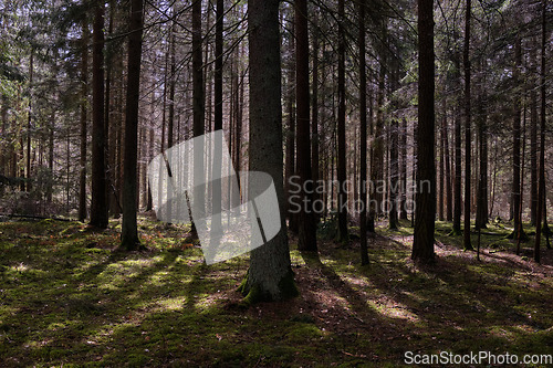 Image of Springtime coniferous forest tree stan in sun