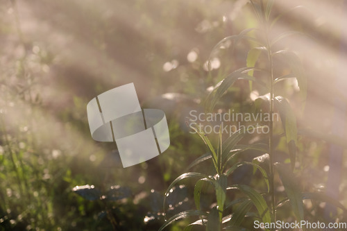 Image of Plants in sun behind fuzzy water mist