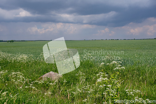 Image of Fresh green field of juvenille grain and cloudy sky