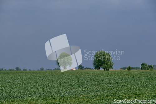 Image of Fresh green field of juvenille grain and tree
