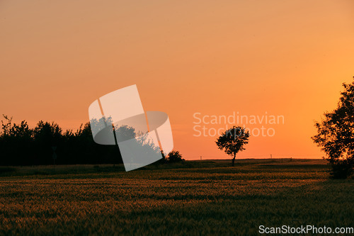 Image of Late spring sunset with cereal field in foreground