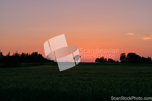 Image of Late spring sunset with cereal field in foreground