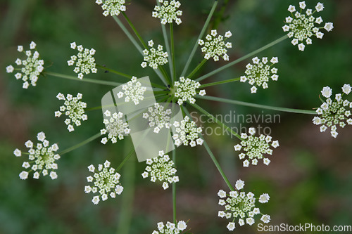 Image of Flowering Cow Parsley(Anthriscus sylvestris) top view