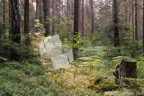 Image of Coniferous stand of Bialowieza Forest in sunrise