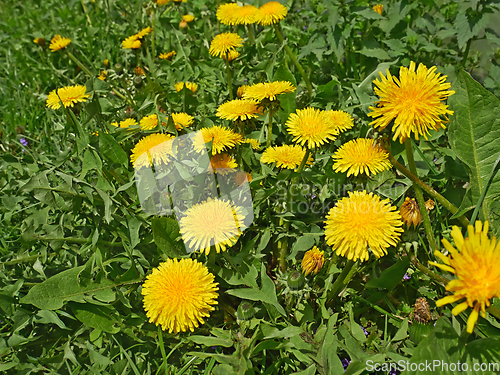 Image of Dandelion flowering on meadow