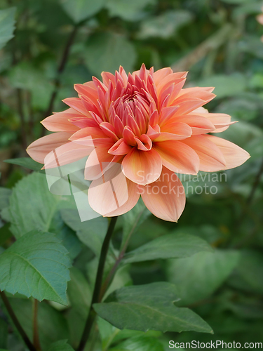 Image of Flowering Dahlia (or Georgina) of terracotta color in the flower