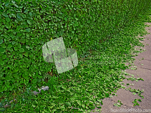 Image of Live green fence from the bushes after spring pruning