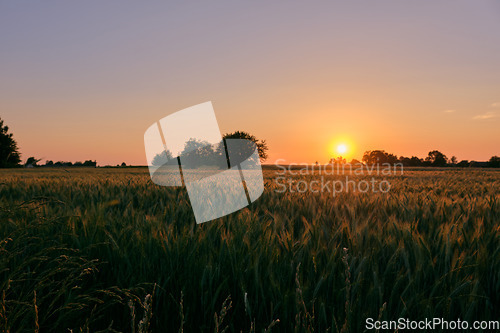 Image of Late spring sunset with cereal field in foreground