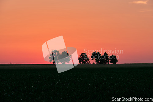 Image of Late spring sunset with cereal field in foreground