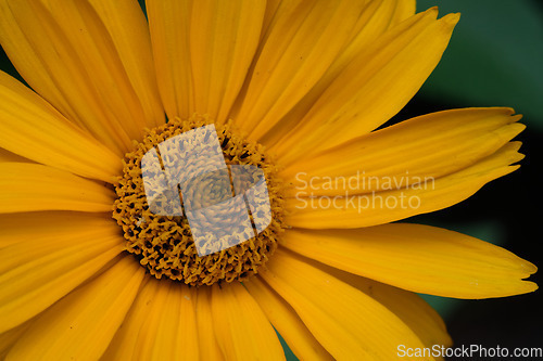 Image of Rough Oxeye(Heliopsis helianthoides) closeup