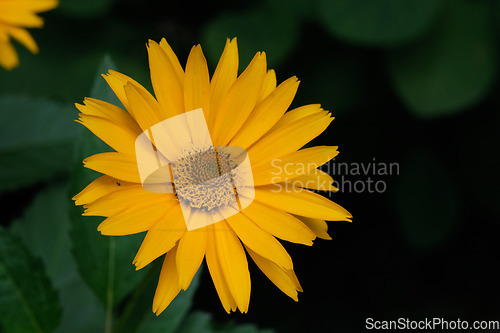 Image of Rough Oxeye(Heliopsis helianthoides) closeup