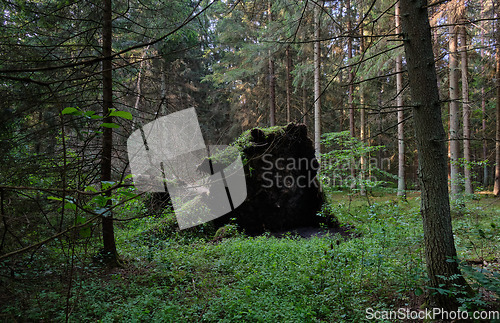 Image of Fresh Alder tree mixed forest in summer