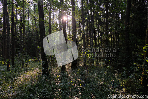 Image of Frash Alder tree mixed forest in summer