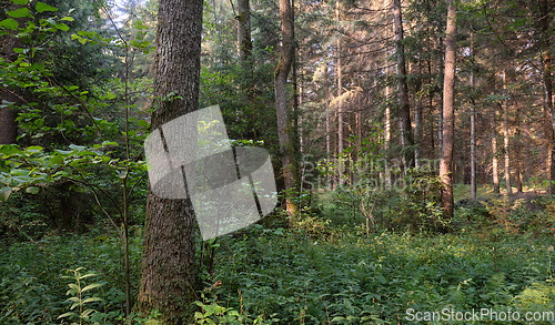 Image of Frash Alder tree mixed forest in summer