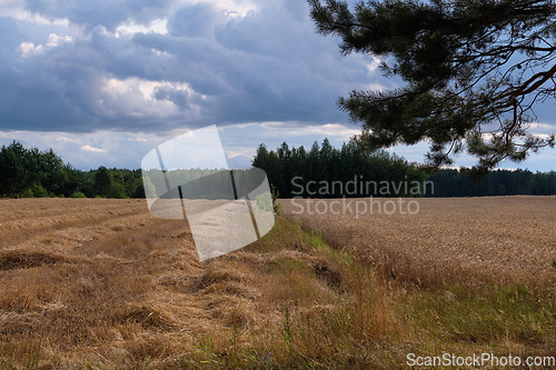 Image of Rye field in sunset light