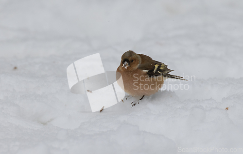 Image of Common Chaffinch(Fringilla coelebs) in snow
