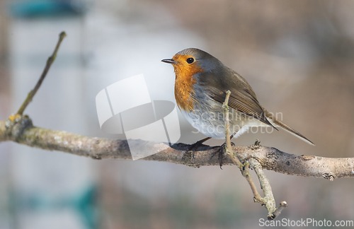 Image of European robin (Erithacus rubecula) in snow