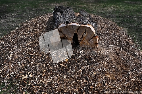 Image of lying tree trunk in the park