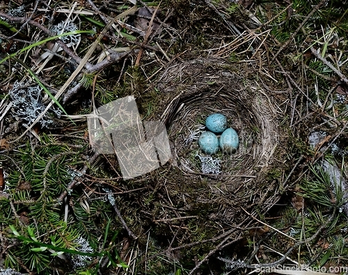 Image of birds nest with three eggs in the forest