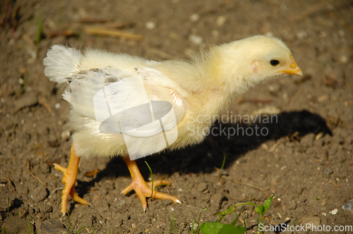 Image of Baby chick 