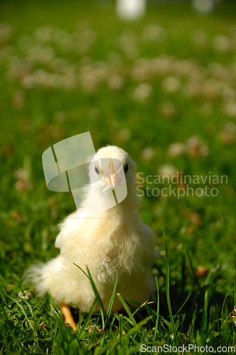 Image of Baby chick on green grass