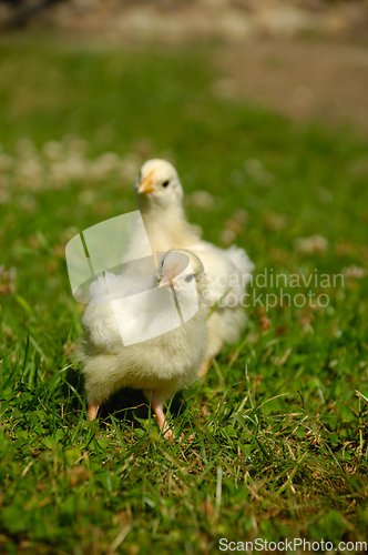 Image of Two baby chicks on green grass