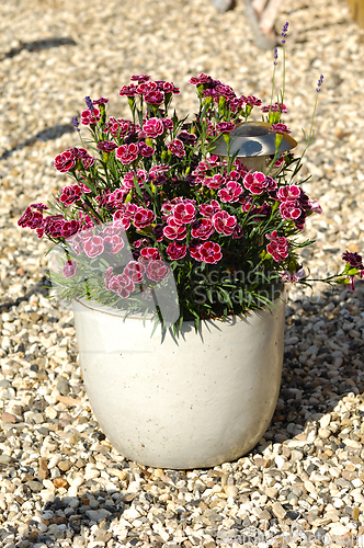 Image of Flowers in a pot