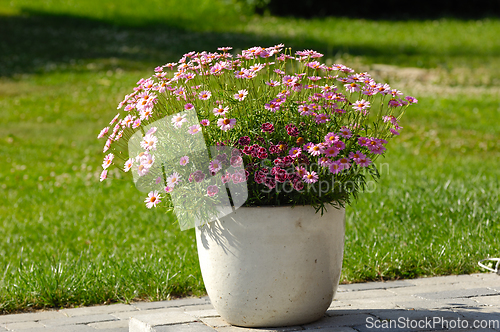 Image of Flowers in pot and green grass