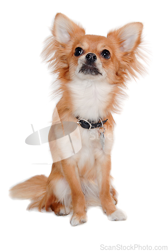 Image of chihuahua dog is sitting on a white background