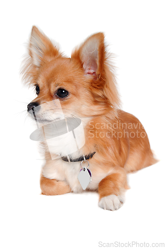 Image of chihuahua dog is resting on a white background