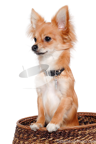 Image of chihuahua dog is sitting on a white background