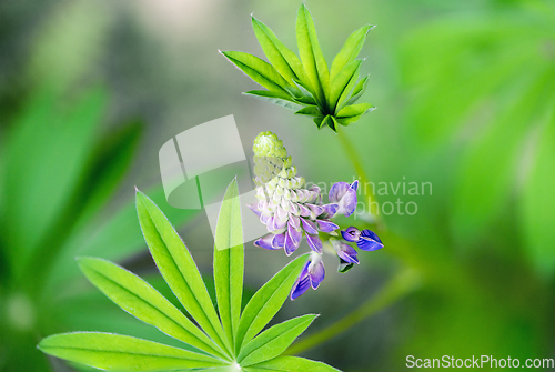 Image of A shot of  lupin, lupine or regionally as bluebonnet