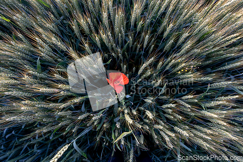 Image of  A red poppy in a field. Top view