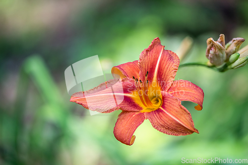 Image of Blooming daylily (day lily)