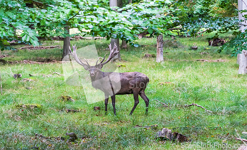 Image of A deer in the forest