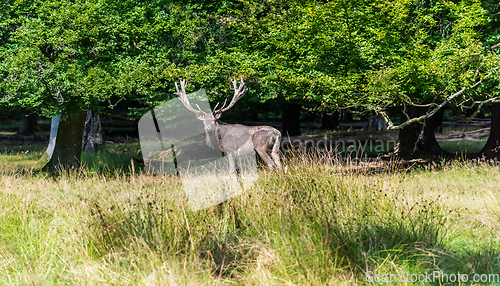 Image of A deer in the forest