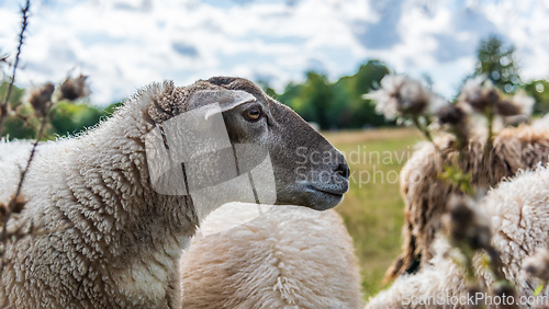 Image of The head of the sheep.