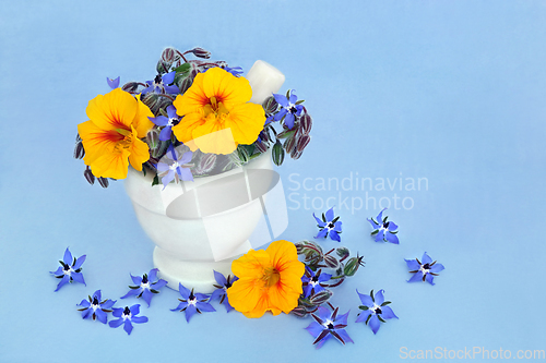 Image of Borage and Nasturtium Flowers used in Herbal Medicine