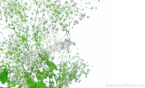 Image of small flowers on white background