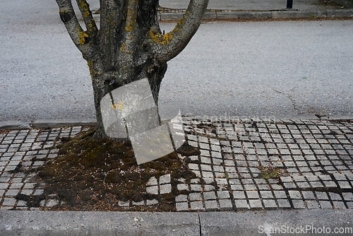 Image of urban trees growing on asphalt