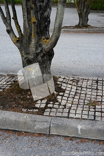 Image of urban trees growing on asphalt