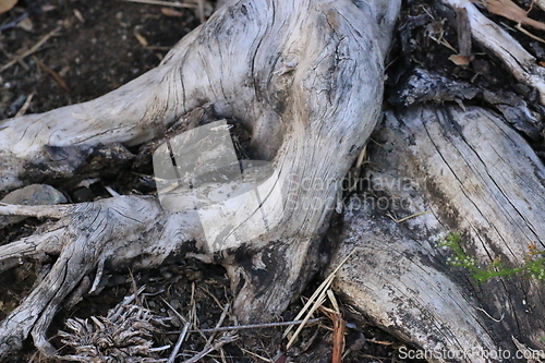 Image of Roots_1