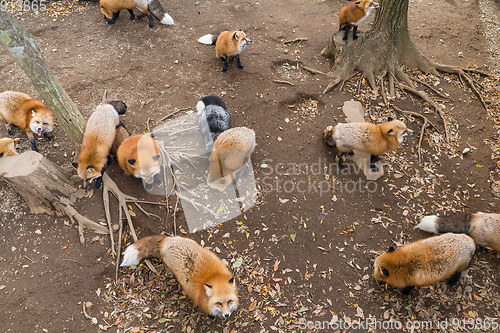 Image of Fox eating snack together 