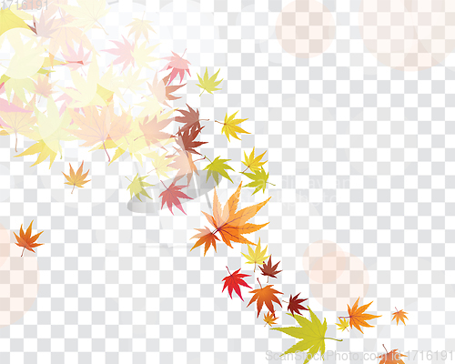 Image of Autumn maple leaves background