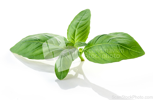 Image of fresh green basil leaf