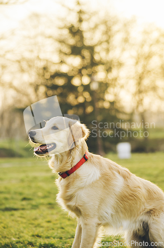 Image of Dog in the park