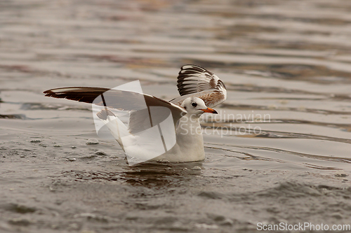 Image of Chroicocephalus ridibundus on water